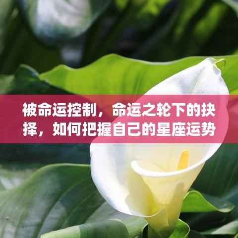 专题 第252页