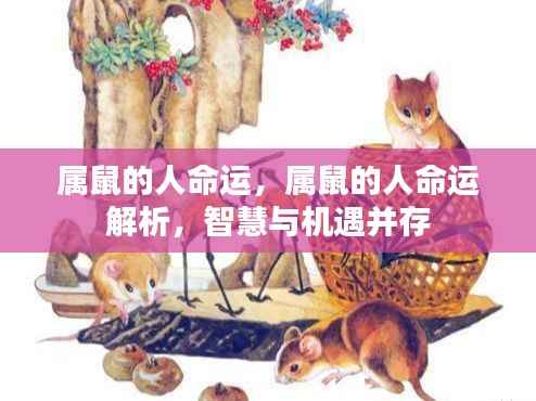 属鼠人的命运解析，智慧与机遇的交织
