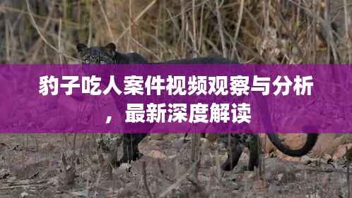 豹子吃人案件视频观察与分析，最新深度解读