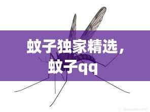 蚊子独家精选，蚊子qq 